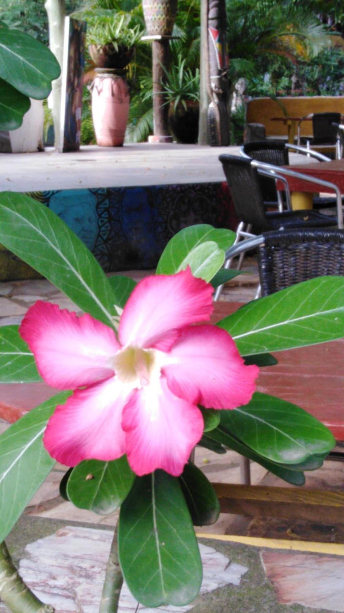 Kokrobite Gardens Restaurant And Guest House المظهر الخارجي الصورة